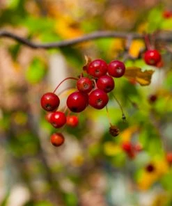 Fast Growing Trees Hackberry Tree 11 Fast Growing Trees Hackberry Tree