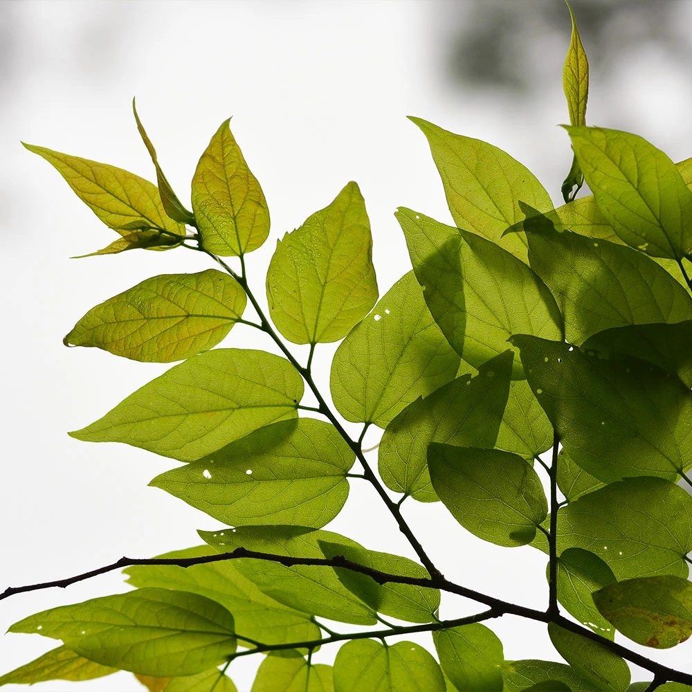 Fast Growing Trees Hackberry Tree 5 Fast Growing Trees Hackberry Tree