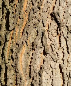 Fast Growing Trees Hackberry Tree 10 Fast Growing Trees Hackberry Tree