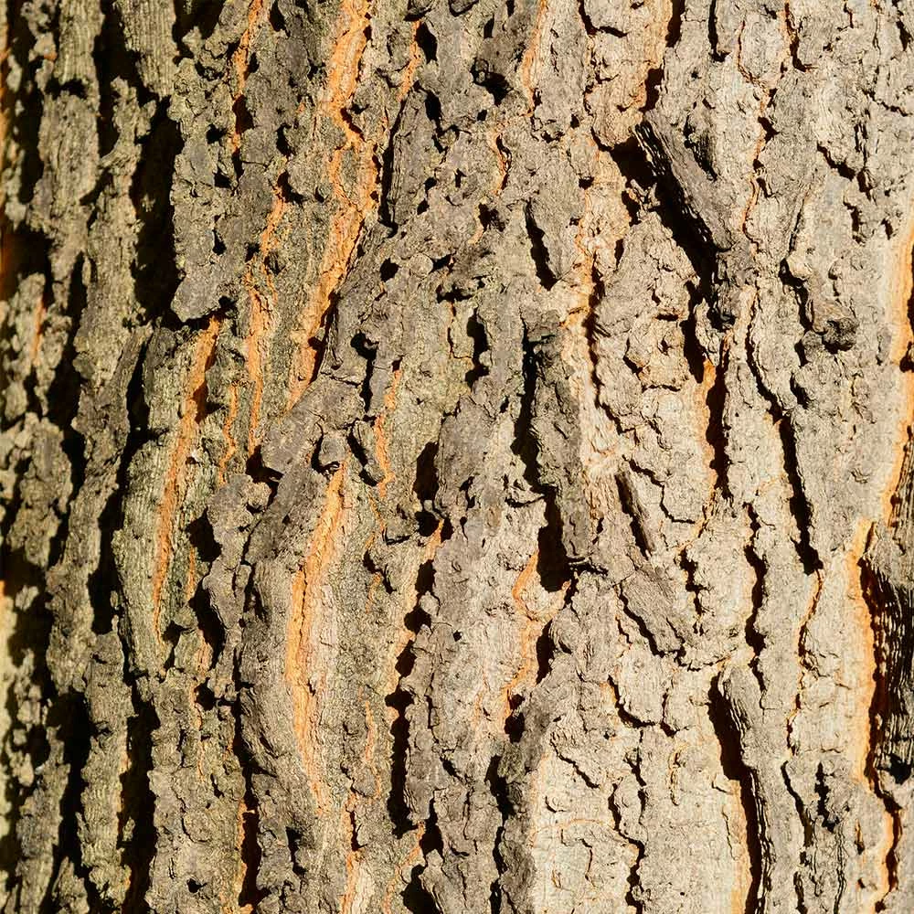 Fast Growing Trees Hackberry Tree 6 Fast Growing Trees Hackberry Tree