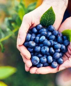 Fast Growing Trees Hannah's Choice Highbush Blueberry