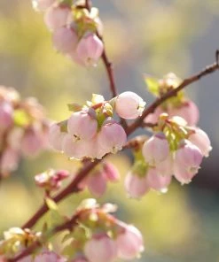 Fast Growing Trees Hannah's Choice Highbush Blueberry 10 Fast Growing Trees Hannah's Choice Highbush Blueberry
