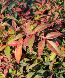 Fast Growing Trees Harbour Dwarf Nandina Shrub 8 Fast Growing Trees Harbour Dwarf Nandina Shrub