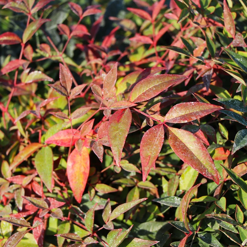 Fast Growing Trees Harbour Dwarf Nandina Shrub 5 Fast Growing Trees Harbour Dwarf Nandina Shrub