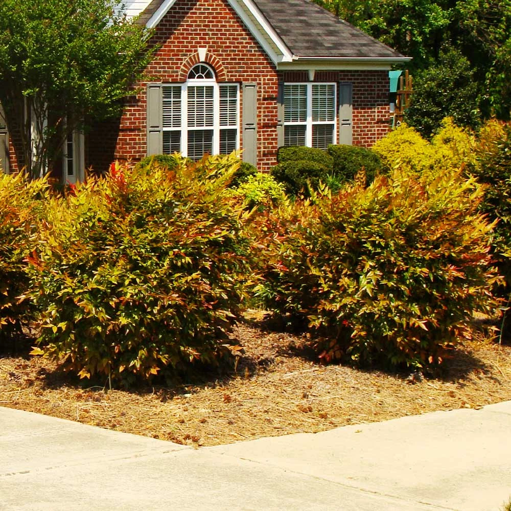 Fast Growing Trees Harbour Dwarf Nandina Shrub 6 Fast Growing Trees Harbour Dwarf Nandina Shrub