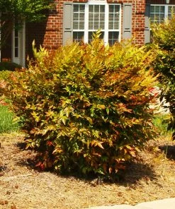 Fast Growing Trees Harbour Dwarf Nandina Shrub