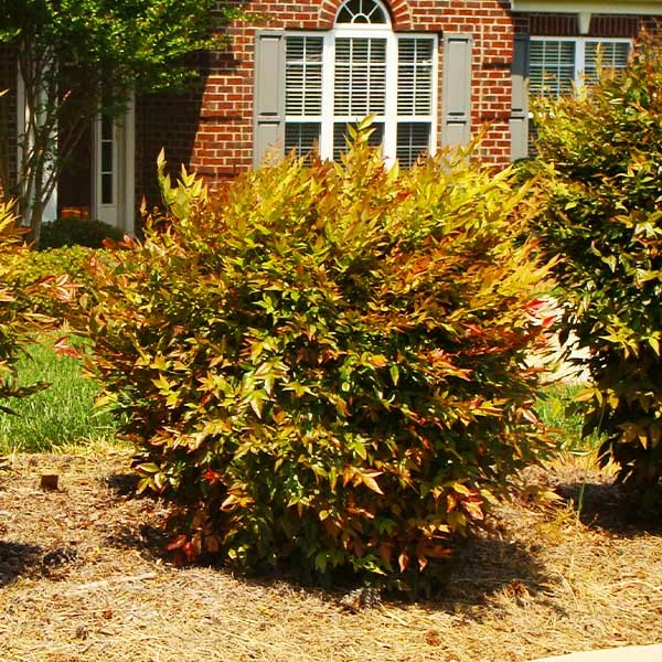 Fast Growing Trees Harbour Dwarf Nandina Shrub 3 Fast Growing Trees Harbour Dwarf Nandina Shrub
