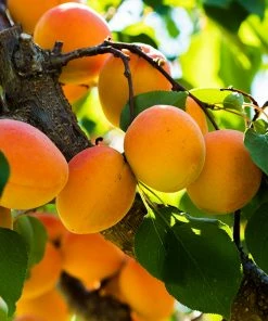 Fast Growing Trees Harcot Apricot Tree
