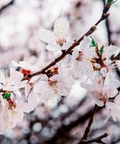 Fast Growing Trees Harcot Apricot Tree