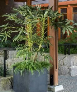Fast Growing Trees See All House & Patio Winged Phoenix™ Hardy Schefflera