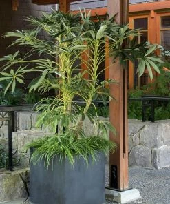 Fast Growing Trees See All House & Patio Winged Phoenixâ„¢ Hardy Schefflera