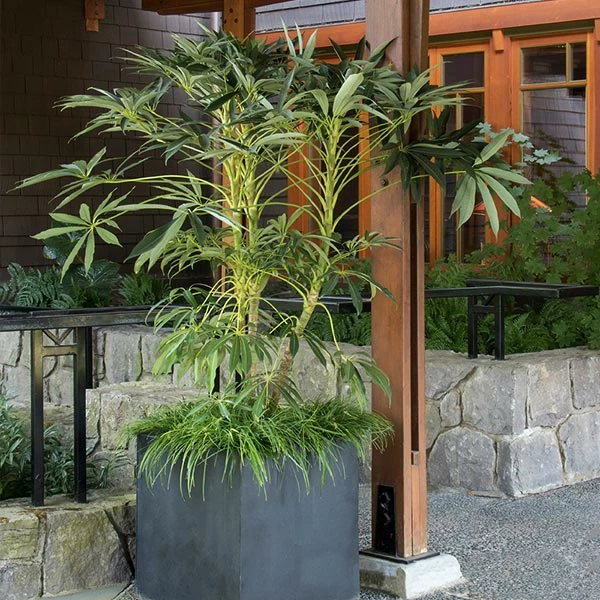 Fast Growing Trees See All House & Patio Winged Phoenix™ Hardy Schefflera 3 Fast Growing Trees See All House & Patio Winged Phoenix™ Hardy Schefflera