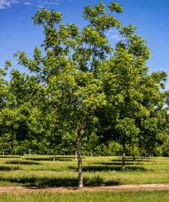 Fast Growing Trees Nut Trees Hardy Pecan