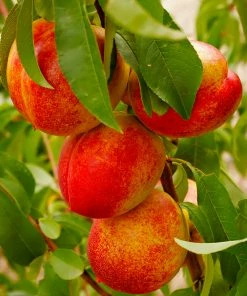 Fast Growing Trees Harko Nectarine Tree