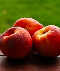 Fast Growing Trees Harko Nectarine Tree