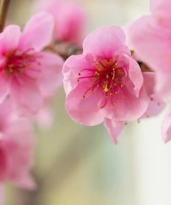 Fast Growing Trees Harko Nectarine Tree