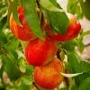 Fast Growing Trees Harko Nectarine Tree 2 Fast Growing Trees Harko Nectarine Tree