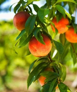 Fast Growing Trees Harvester Peach Tree Peach Trees