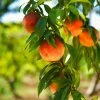 Fast Growing Trees Harvester Peach Tree Peach Trees 1 Fast Growing Trees Harvester Peach Tree Peach Trees