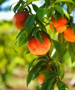 Fast Growing Trees Harvester Peach Tree Peach Trees