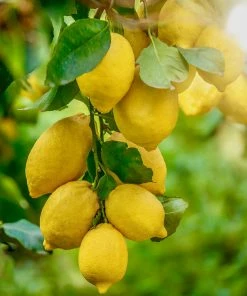 Fast Growing Trees Harvey Lemon Tree