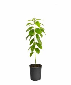 Fast Growing Trees Hass Avocado Tree 13 Fast Growing Trees Hass Avocado Tree