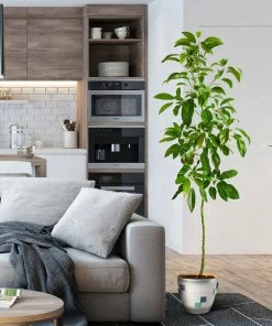 Fast Growing Trees Avocado Trees Smoothie Kit 15 Fast Growing Trees Avocado Trees Smoothie Kit