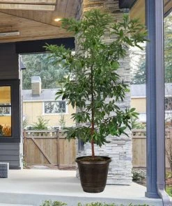 Fast Growing Trees Hass Avocado Tree