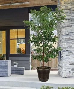 Fast Growing Trees Hass Avocado Tree