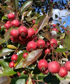 Fast Growing Trees Crusader® Hawthorn 10 Fast Growing Trees Crusader® Hawthorn