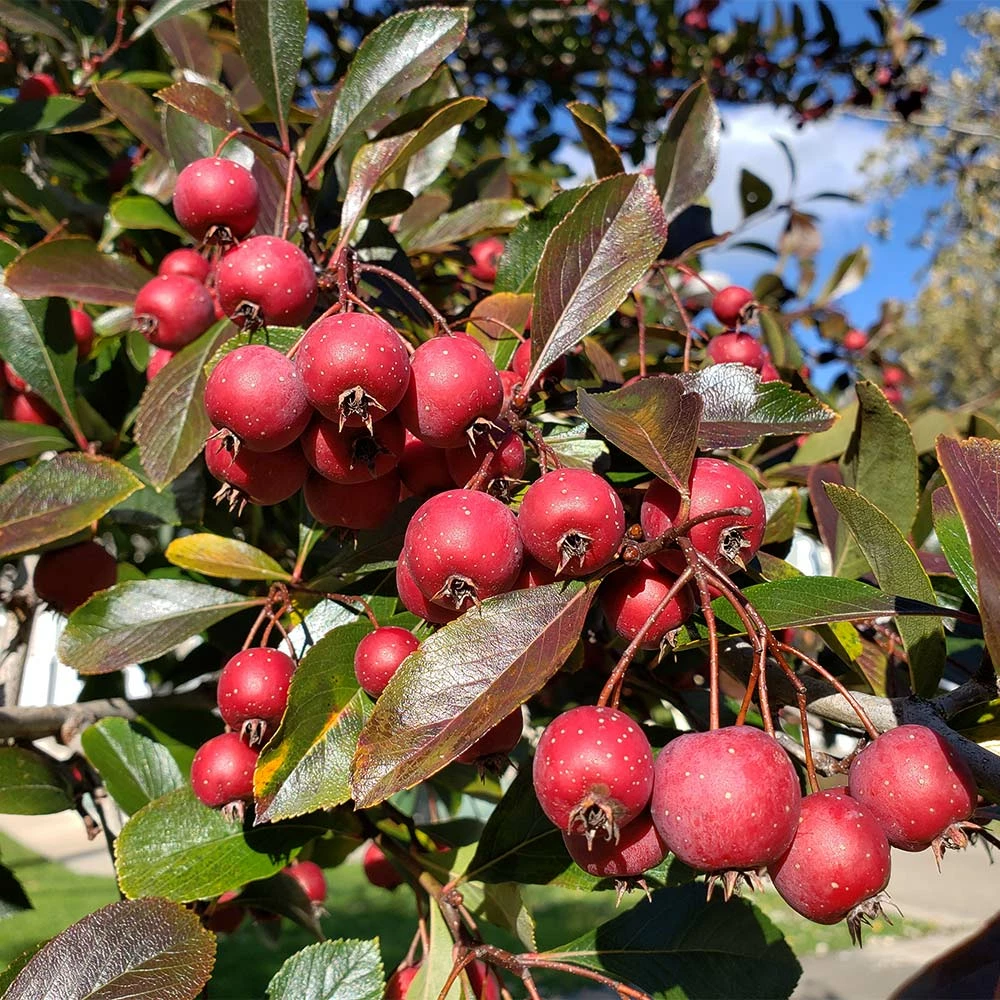 Fast Growing Trees Crusader® Hawthorn 6 Fast Growing Trees Crusader® Hawthorn