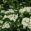 Fast Growing Trees Crusader® Hawthorn