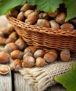 Fast Growing Trees Nut Trees Hazelnut Pollinator Pack