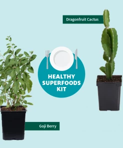 Fast Growing Trees Shop Indoor & Patio Fruit Dragon Fruit Cactus