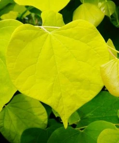 Fast Growing Trees Hearts Of Gold Redbud Tree
