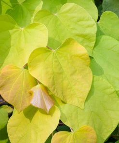 Fast Growing Trees Hearts Of Gold Redbud Tree