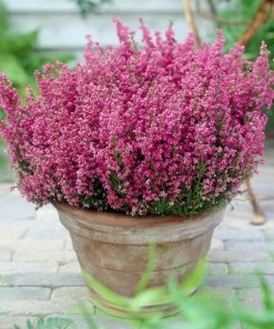 Fast Growing Trees Plants For Sandy Soil Springwood Pink Winter Heath