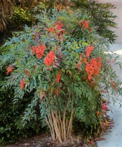 Fast Growing Trees Heavenly Bamboo Nandina Shrub