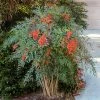 Fast Growing Trees Heavenly Bamboo Nandina Shrub 1 Fast Growing Trees Heavenly Bamboo Nandina Shrub