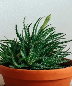 Fast Growing Trees Hedgehog Aloe Plant See All House & Patio