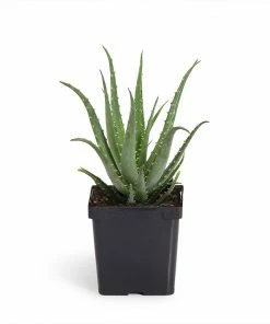 Fast Growing Trees Hedgehog Aloe Plant See All House & Patio