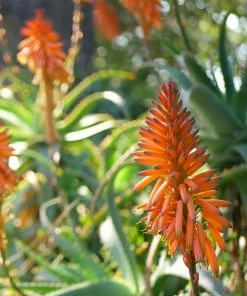Fast Growing Trees Hedgehog Aloe Plant See All House & Patio