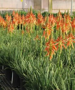 Fast Growing Trees Hedgehog Aloe Plant See All House & Patio