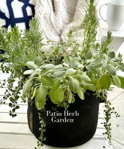 Fast Growing Trees Patio Herb Garden Urban/Patio Gardening