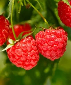 Fast Growing Trees Raspberry Bushes Heritage Everbearing Raspberry Plant