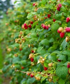 Fast Growing Trees Raspberry Bushes Heritage Everbearing Raspberry Plant 8 Fast Growing Trees Raspberry Bushes Heritage Everbearing Raspberry Plant