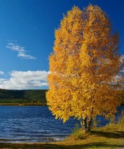 Fast Growing Trees Heritage® River Birch