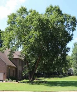 Fast Growing Trees Heritage® River Birch