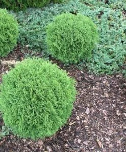 Fast Growing Trees Arborvitae Trees Hetz Midget Thuja Shrub