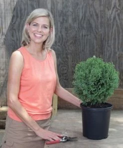 Fast Growing Trees Arborvitae Trees Hetz Midget Thuja Shrub